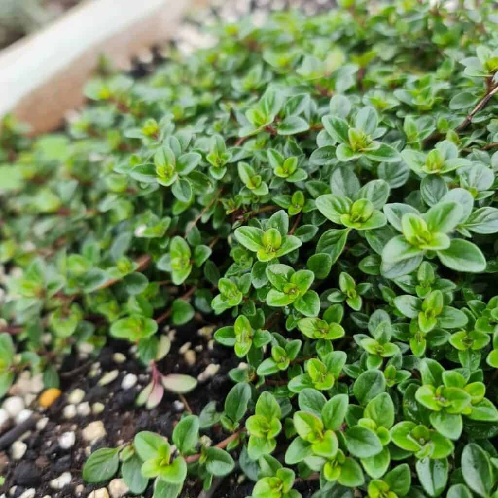 Thyme growing in the garden