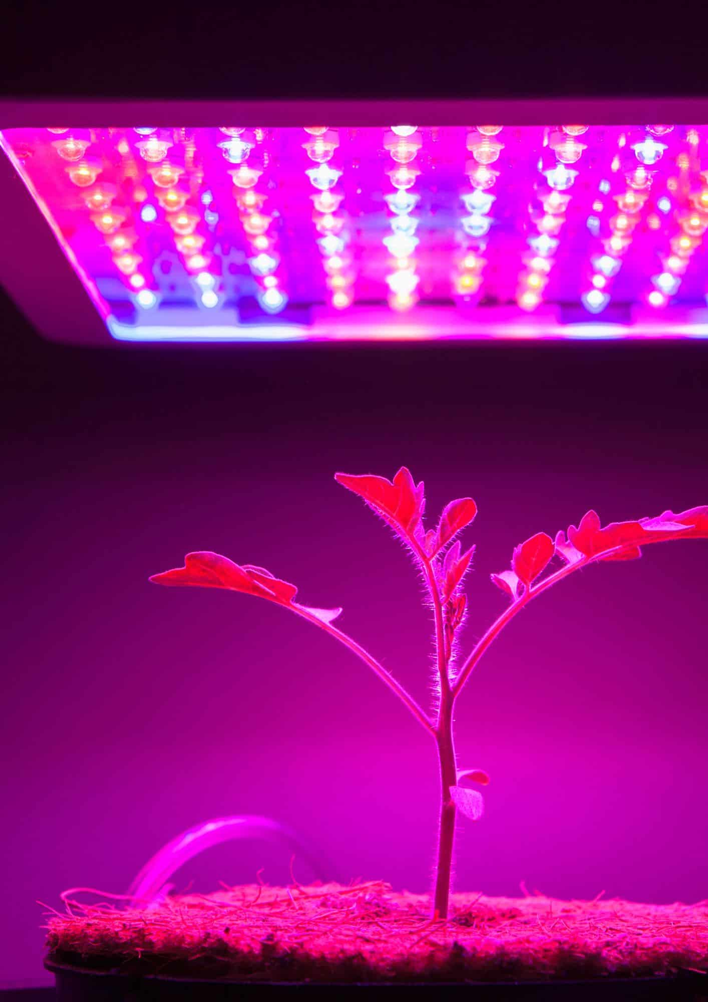 Grow light