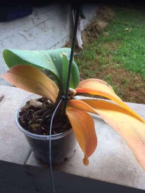 Yellowing foliage in Orchid