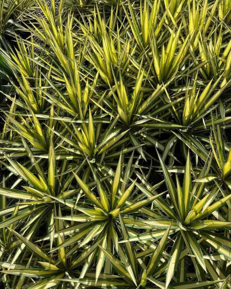Is Yucca Poisonous to Humans and Pets? Plants Craze