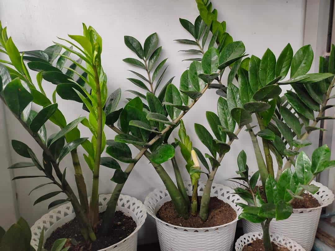 ZZ Plant Flower Overview And How To Make It Flower 