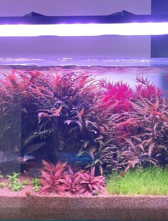 Plants in aquarium