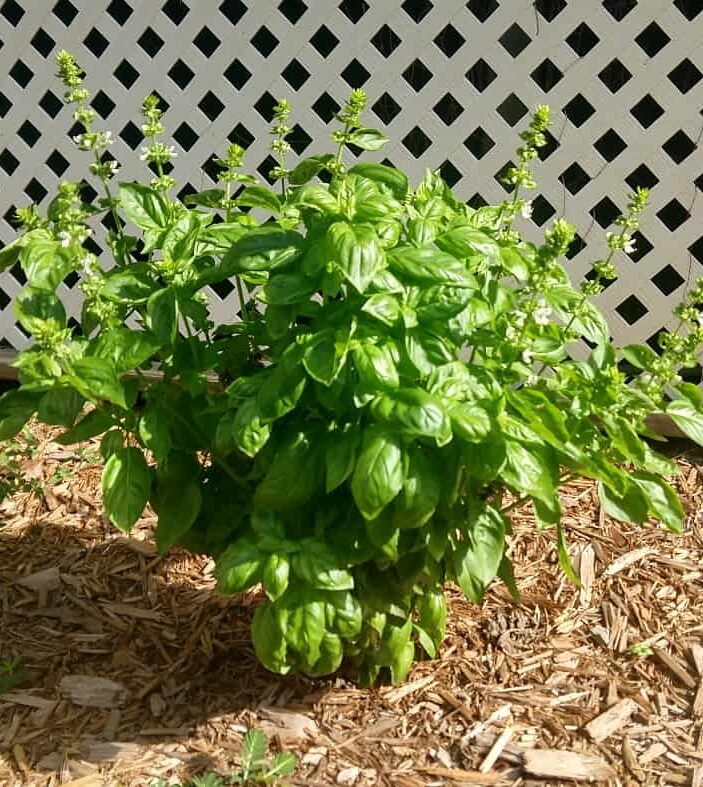 basil herb