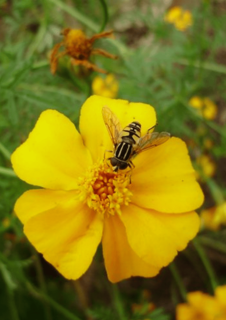 Marigold Companion Plants (What to Grow & What not to) - Plants Craze