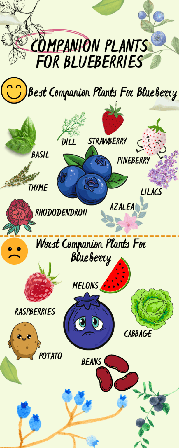 Blueberry Companion Plants [And What not to Grow with Them]