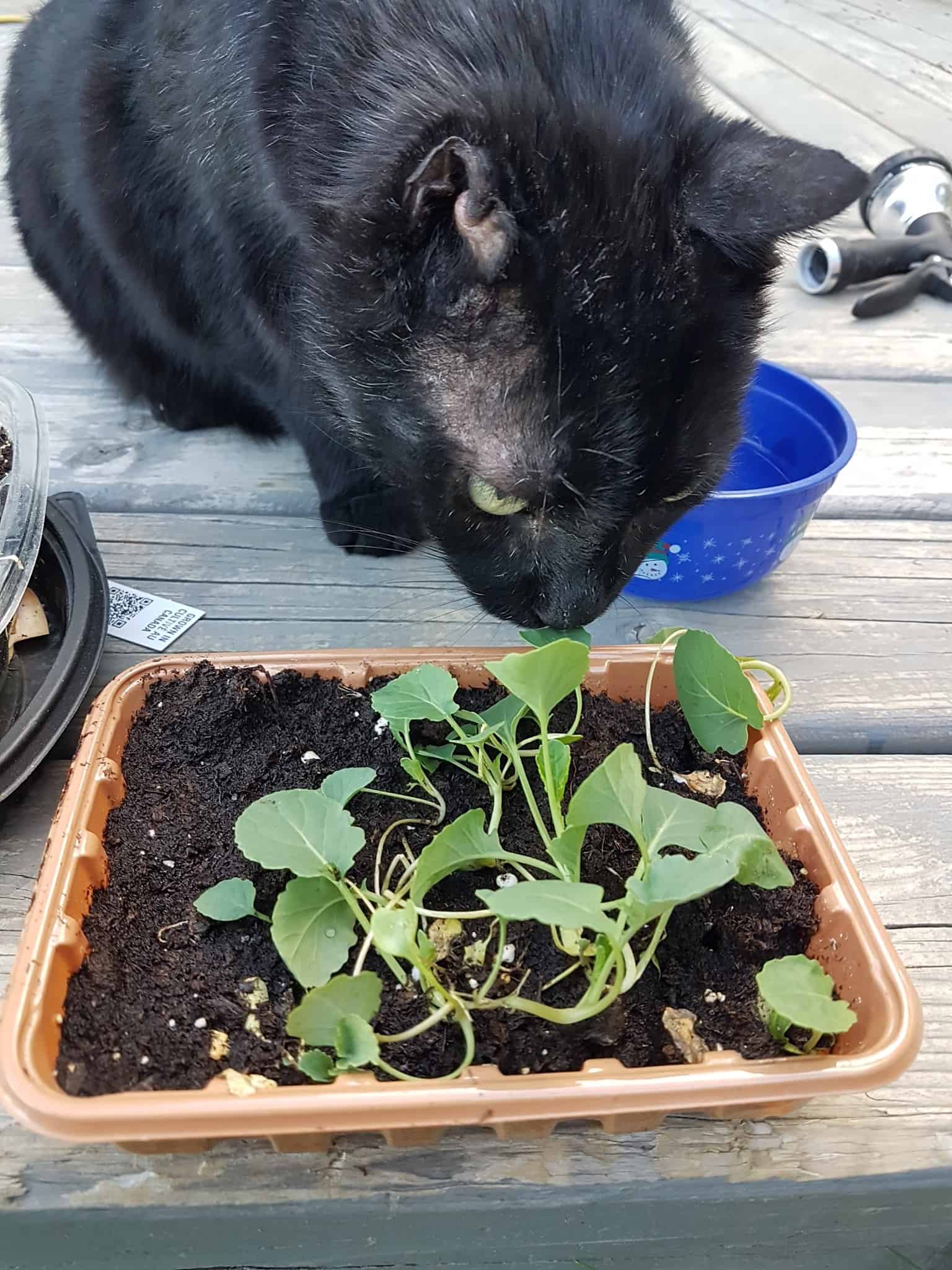 cat-sniffing-small-plants