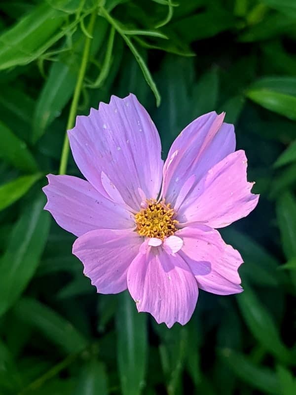 beautiful cosmos flower