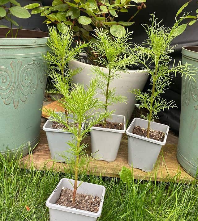 cosmos plant on pot