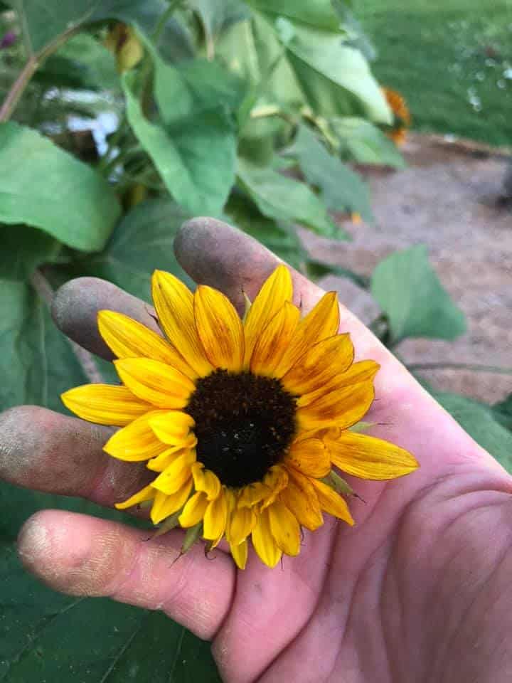 deadheading sunflower with hand