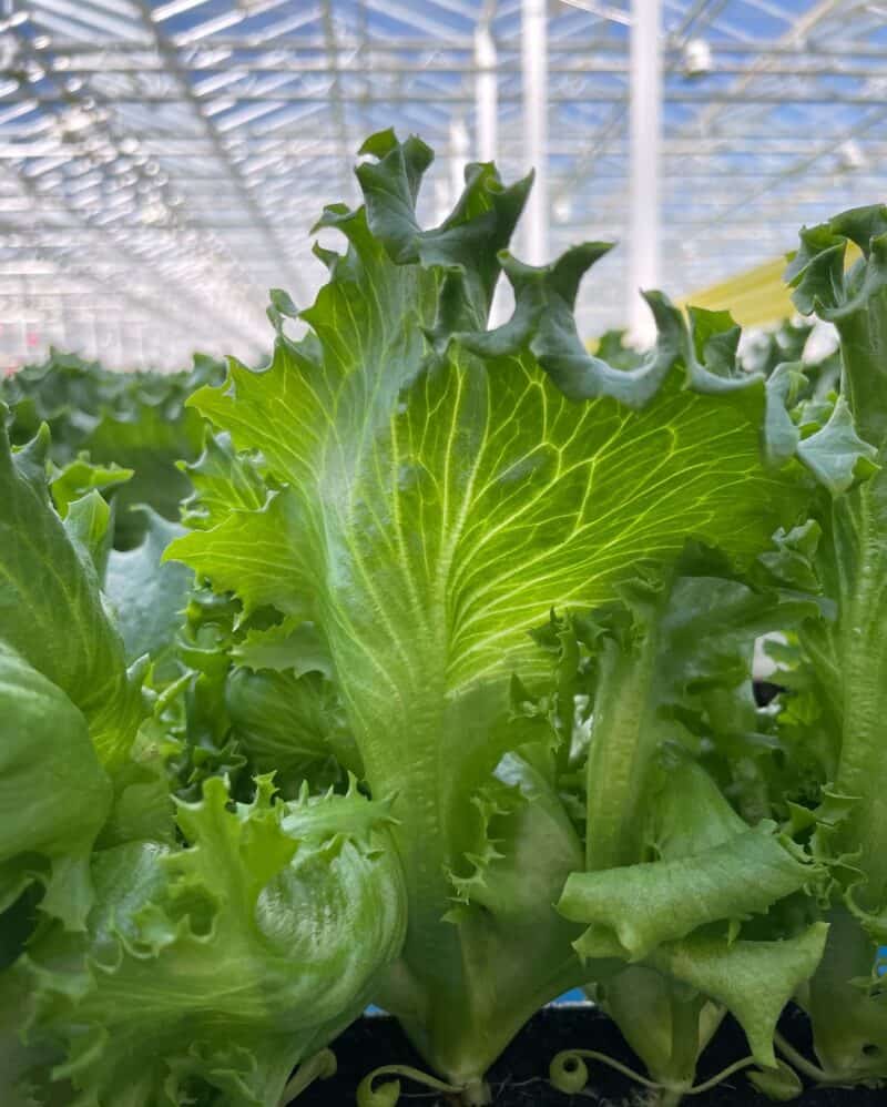 How Long To Grow Leaf Lettuce