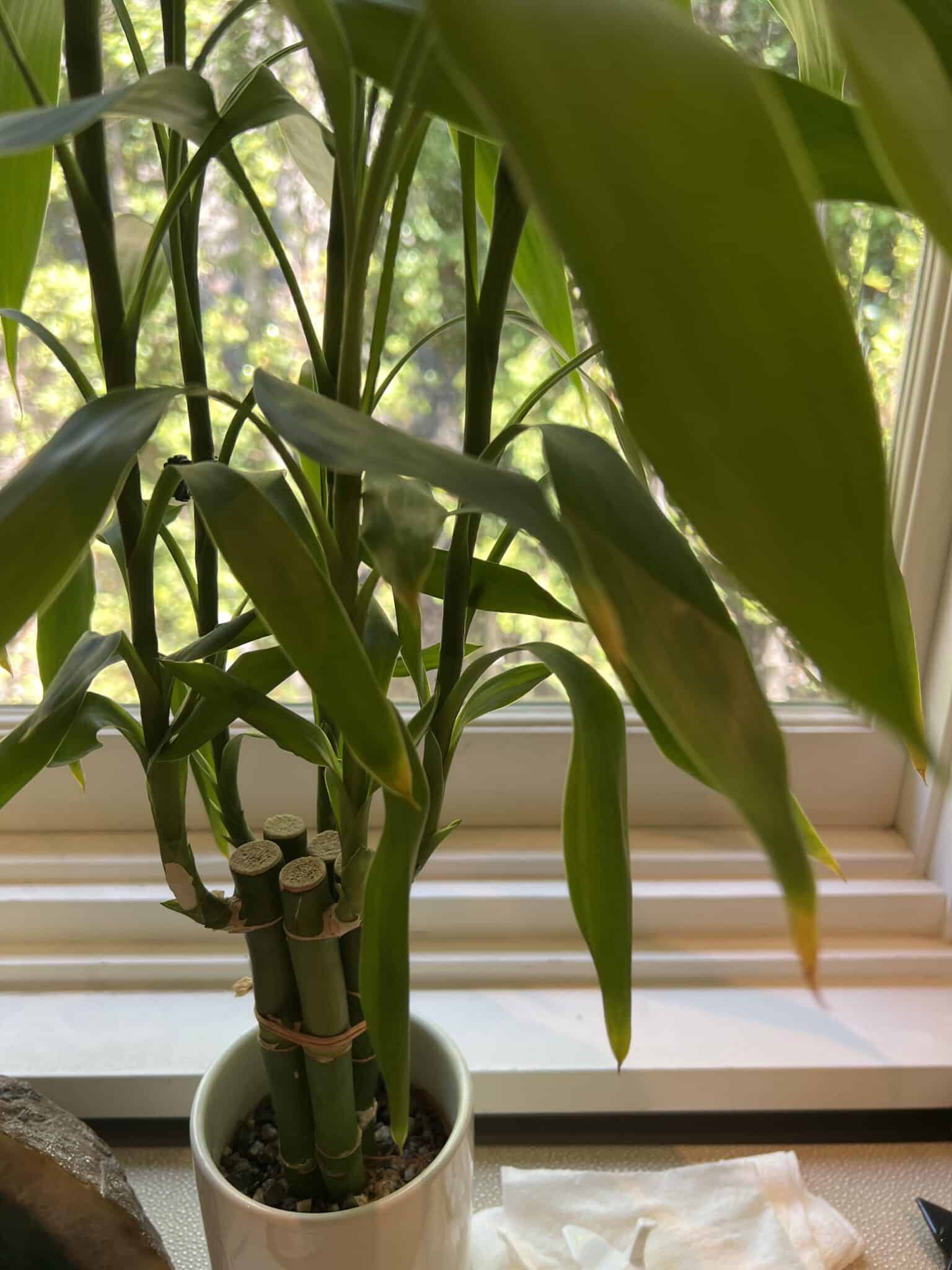 Why Is My Bamboo Turning Yellow & How To Treat? - Plants Craze