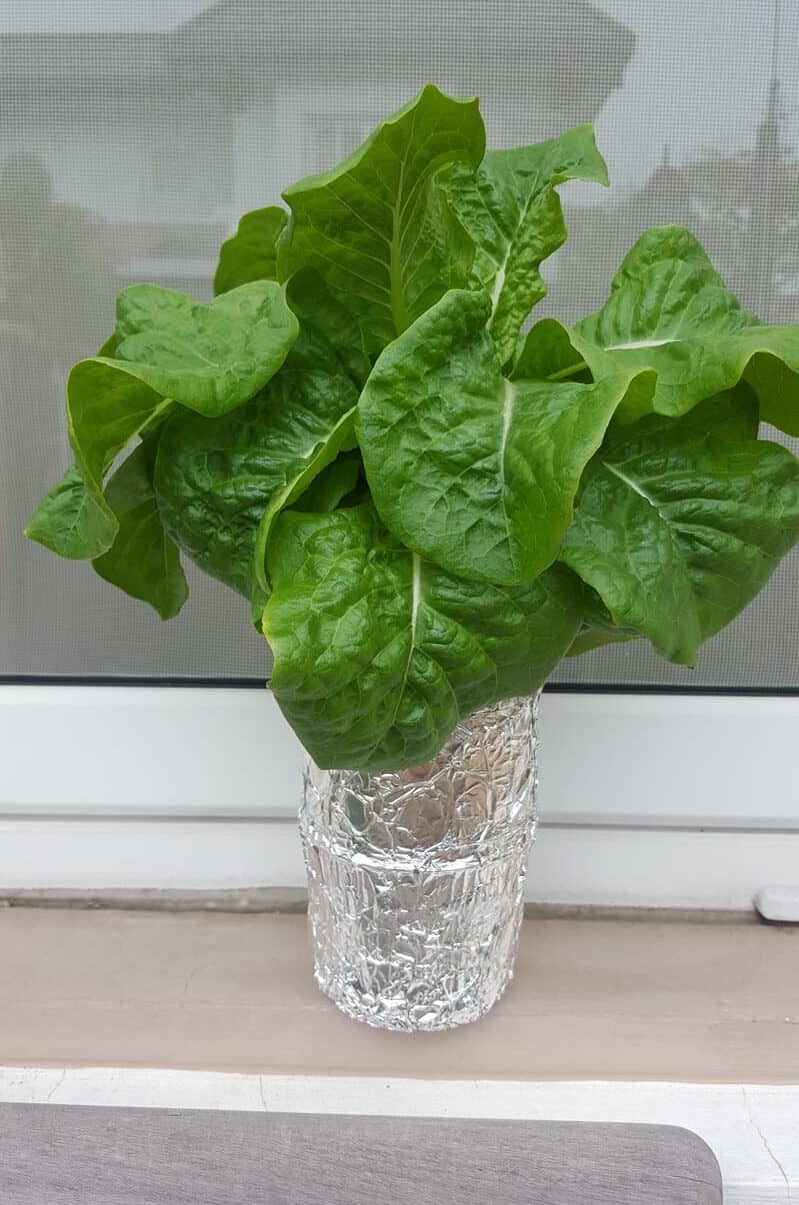 Lettuce in Peanut butter Container