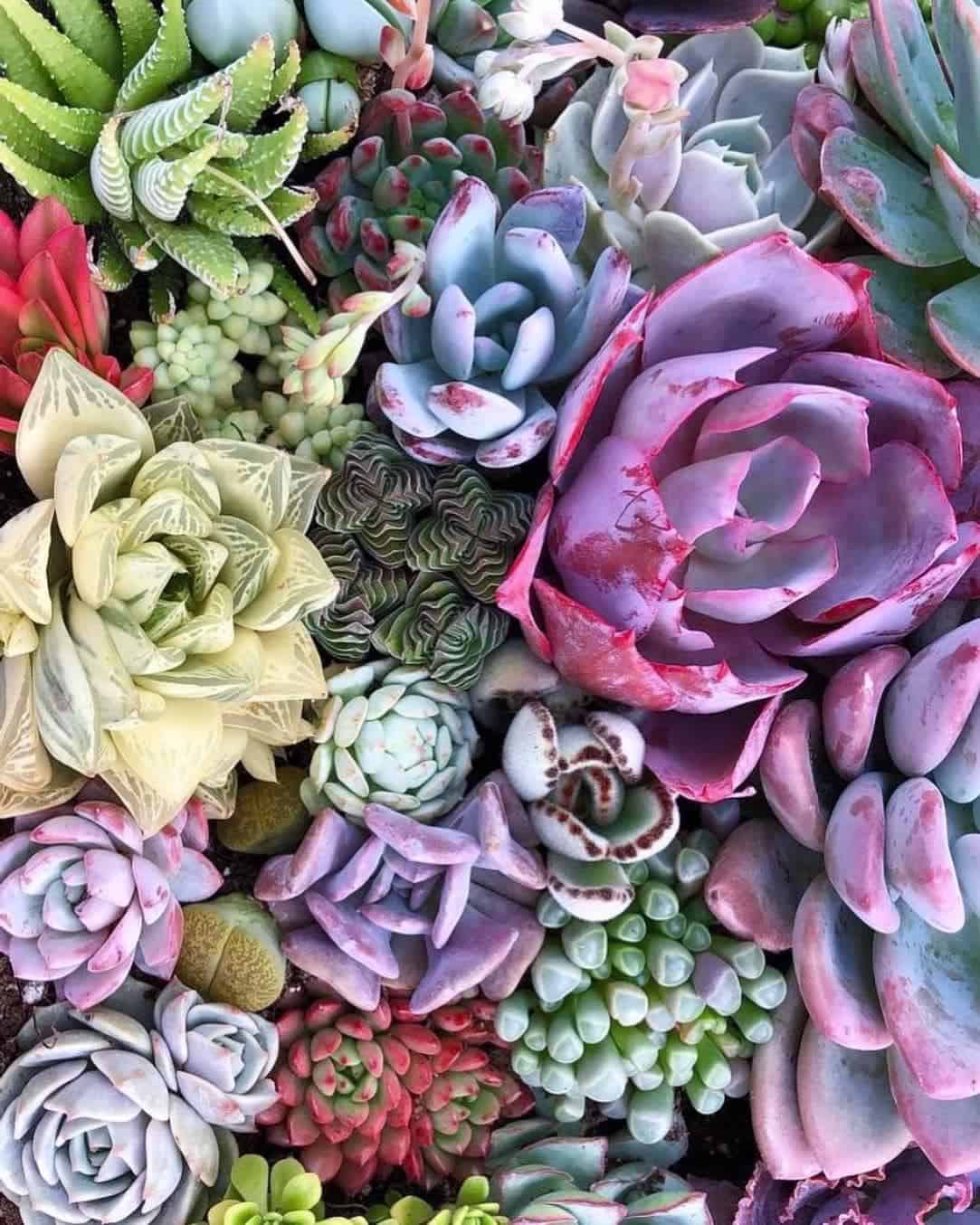 27 Low Light Succulents that Grow Even in Dark - Plants Craze