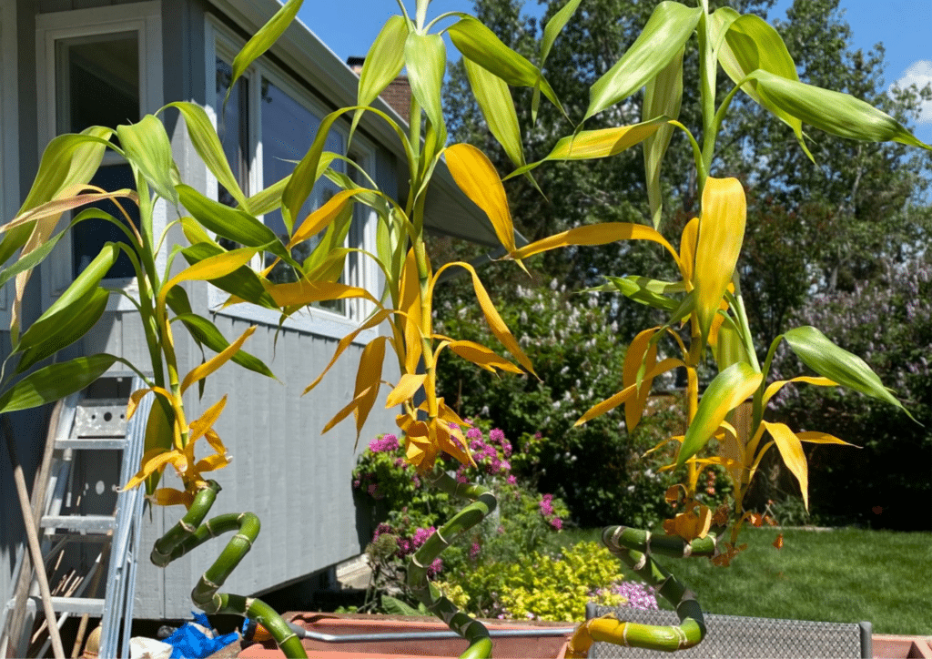 Why Is My Bamboo Turning Yellow (& How To Treat)? - Plants Craze