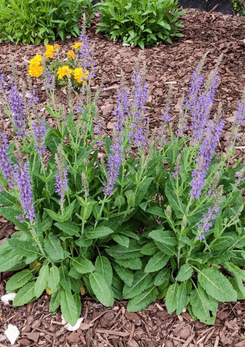 Marigold Companion Plants (What to Grow & What not to) - Plants Craze