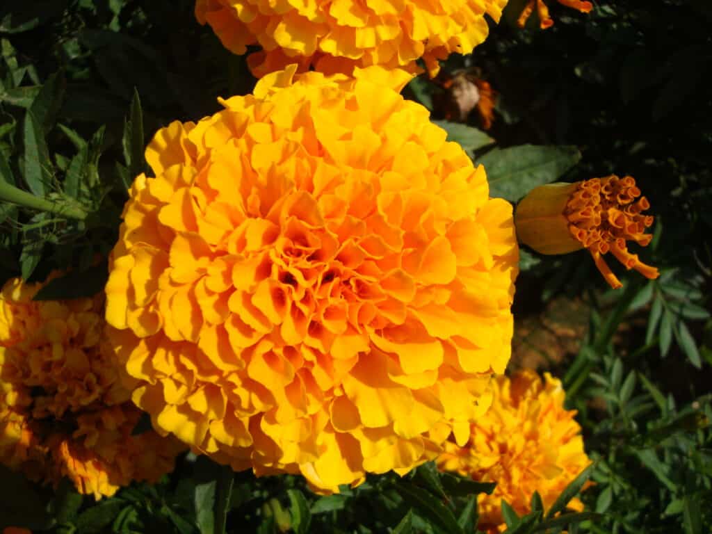 Marigold