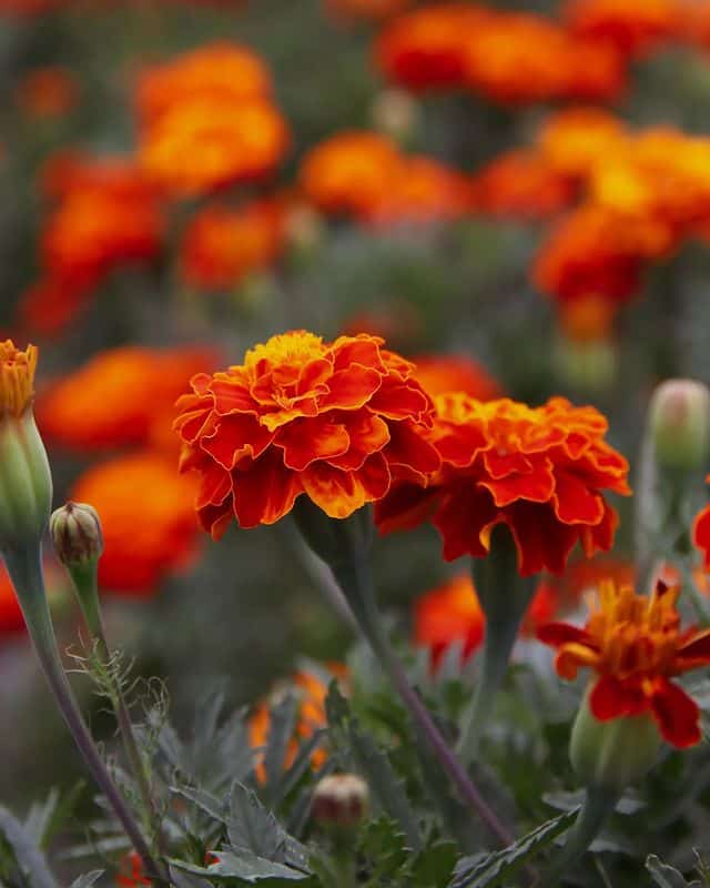 How To Deadhead Marigolds – A Complete Guide - Plants Craze