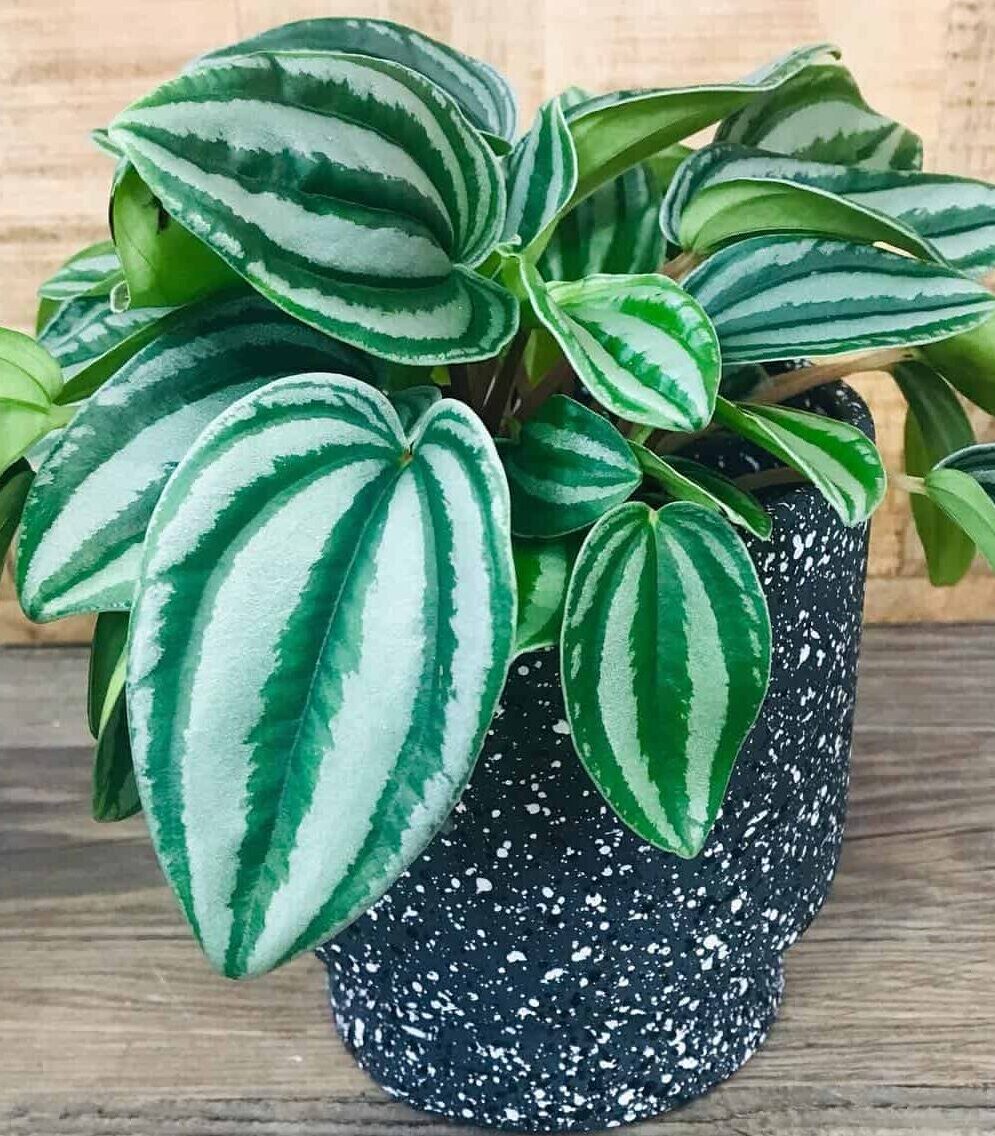 mini watermelon peperomia plant