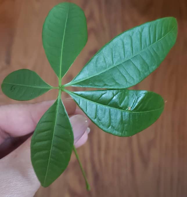 A person is holding on the leaves of Money Tree containing five leaves.