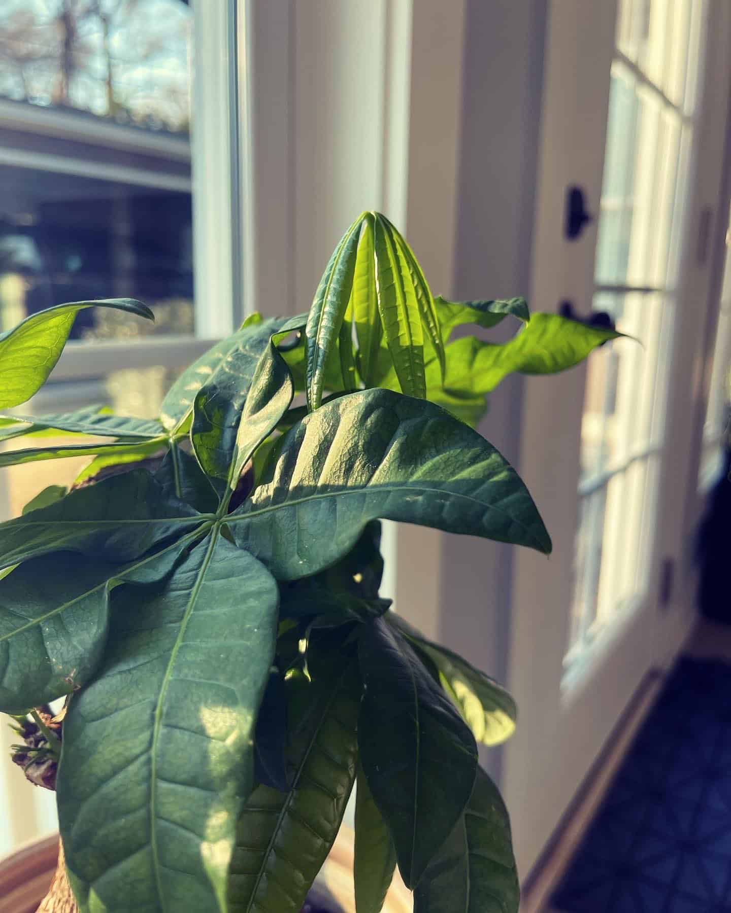 Rays of sunlight is faling upon the leaves of Money Tree through a window. 