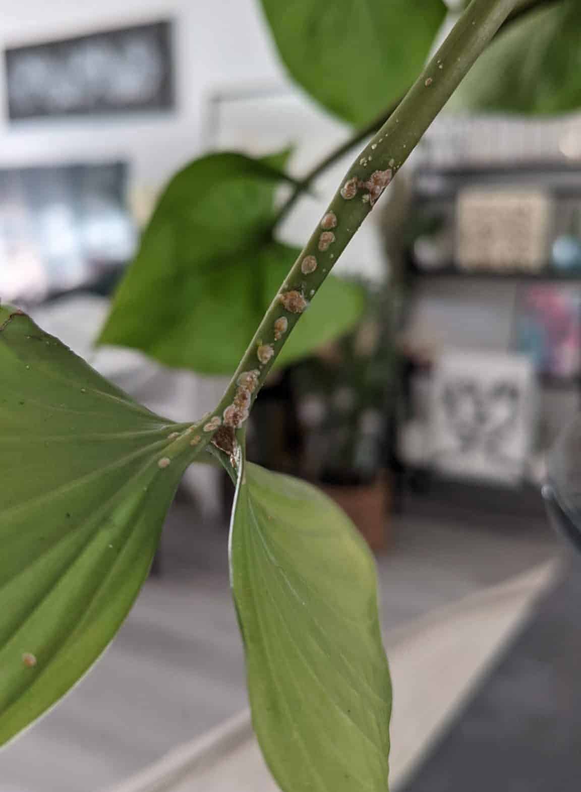 Branch of the plants have a bunch of pest over it.