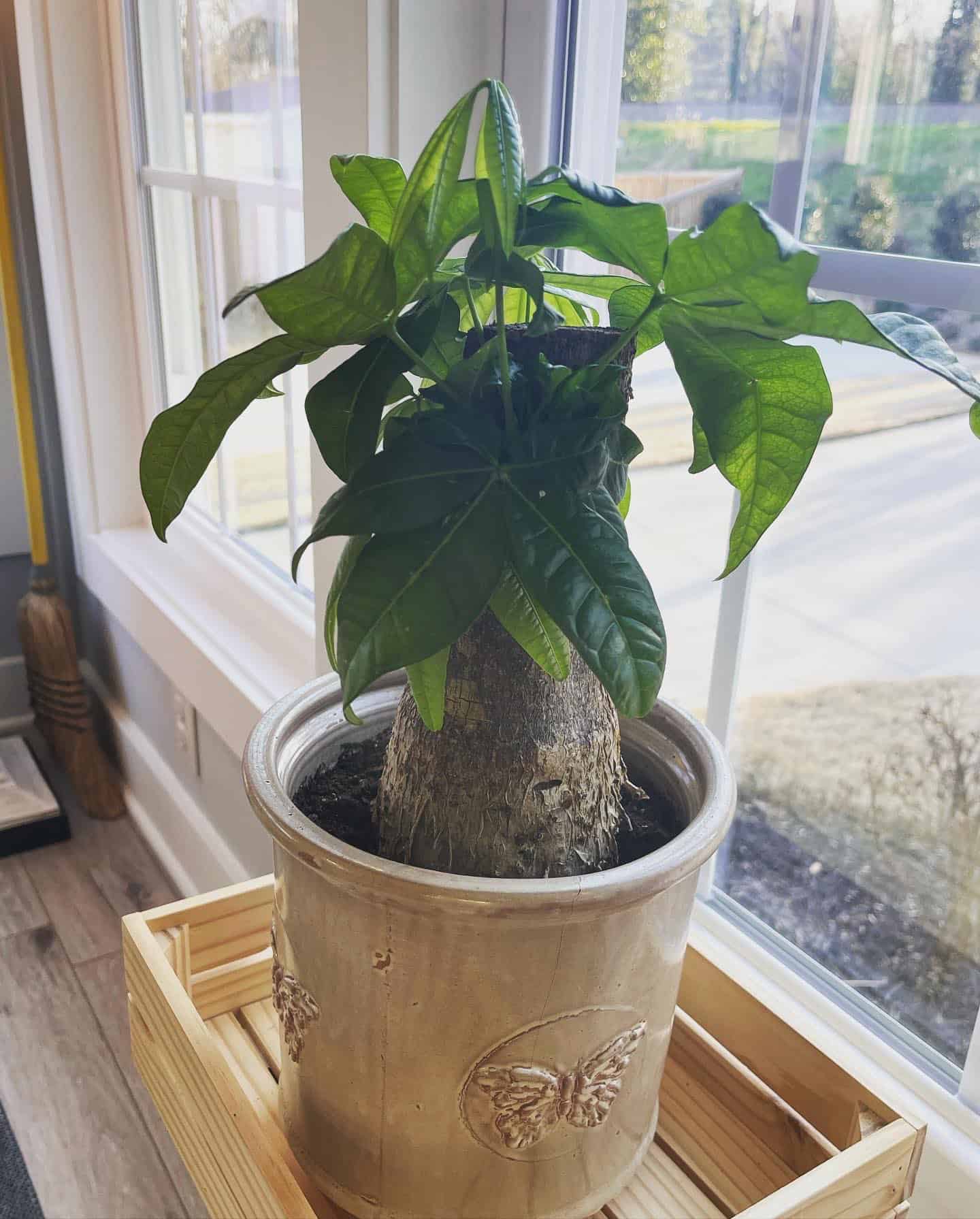 A Money Tree is growing in a cream colored pot beside a window.