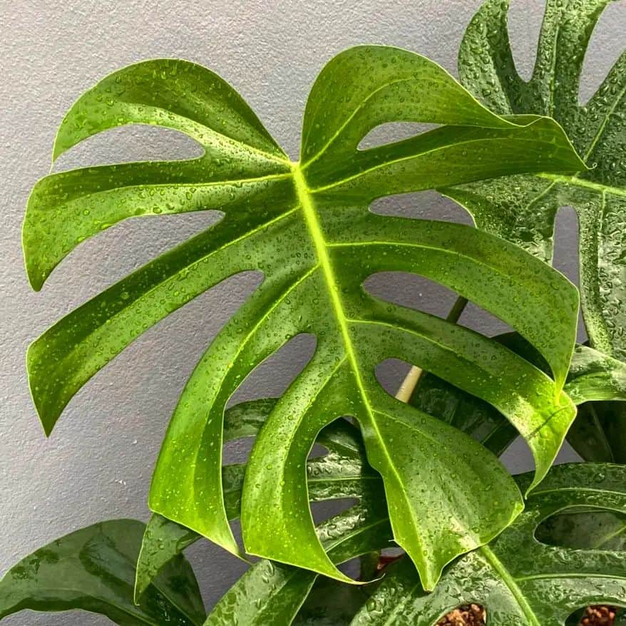 Monstera Deliciosa var. Sierrana foliage