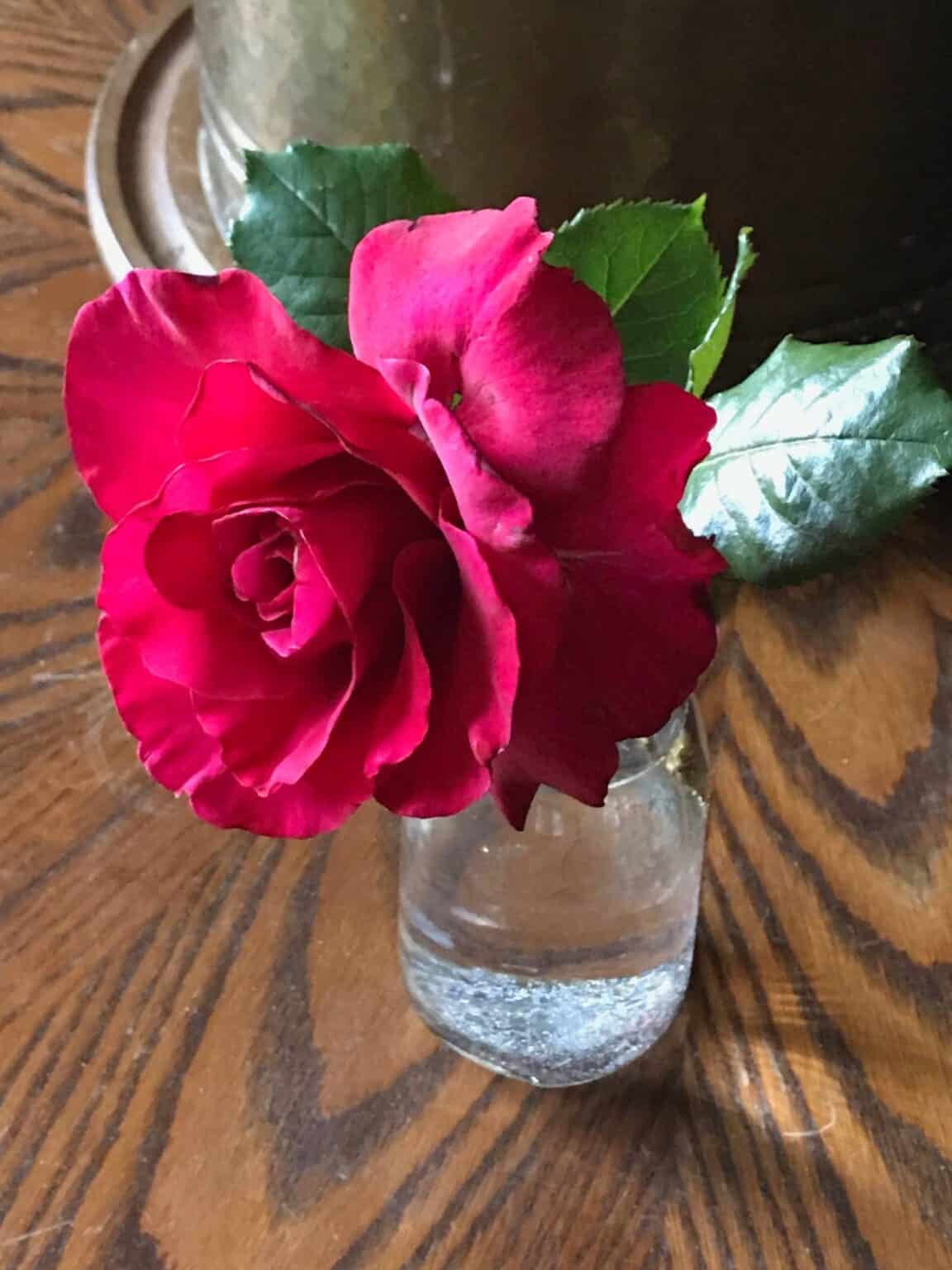 4 Best Methods for Growing Roses from Cut Flowers