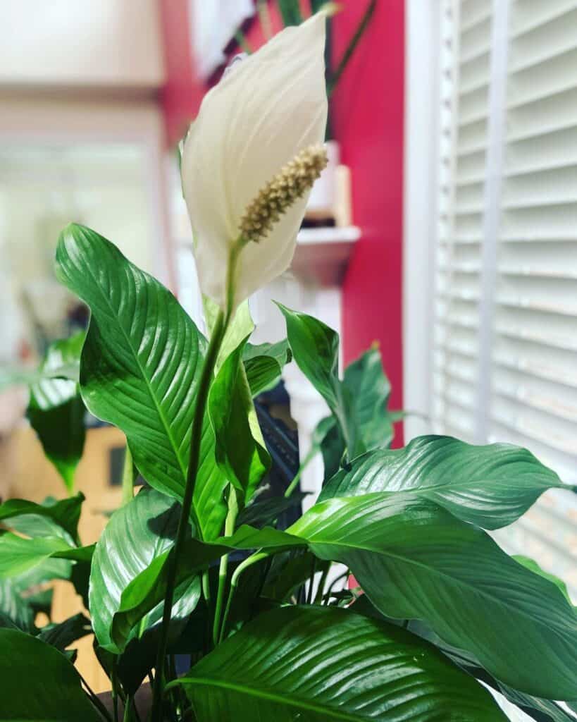 Why Is My Peace Lily Turning Brown? Plants Craze