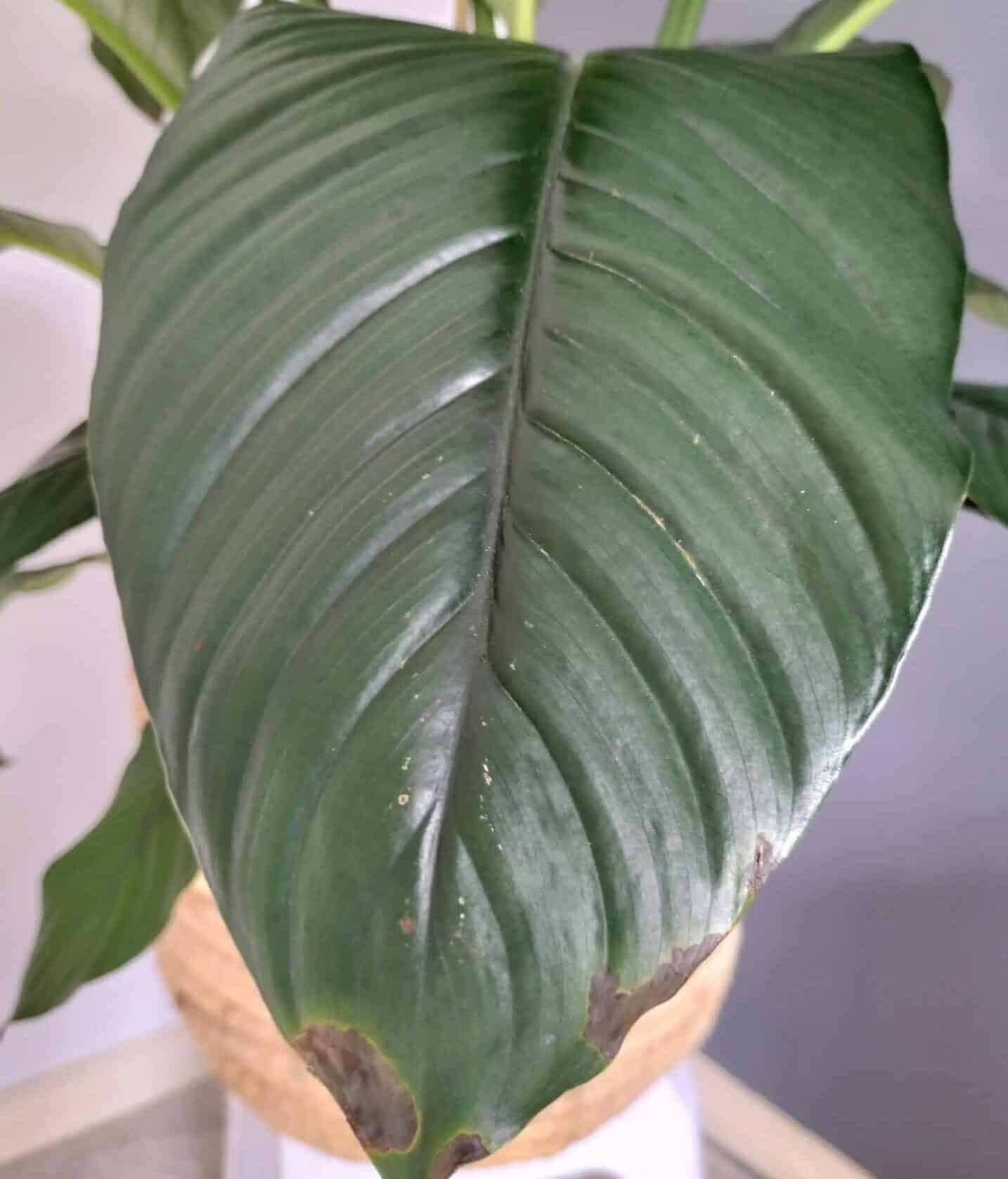 brown edges of Peace Lily leaf