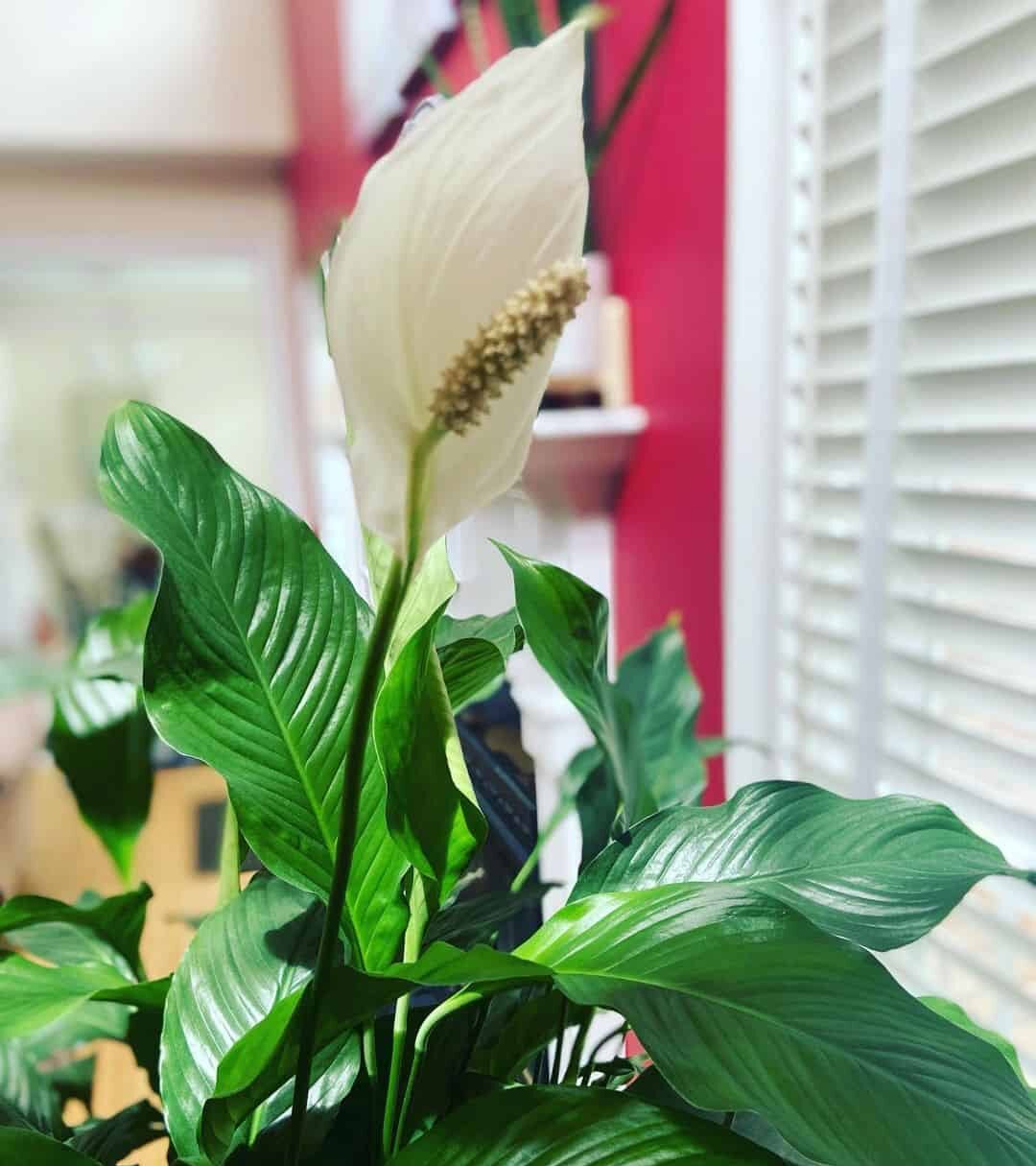 peace lily