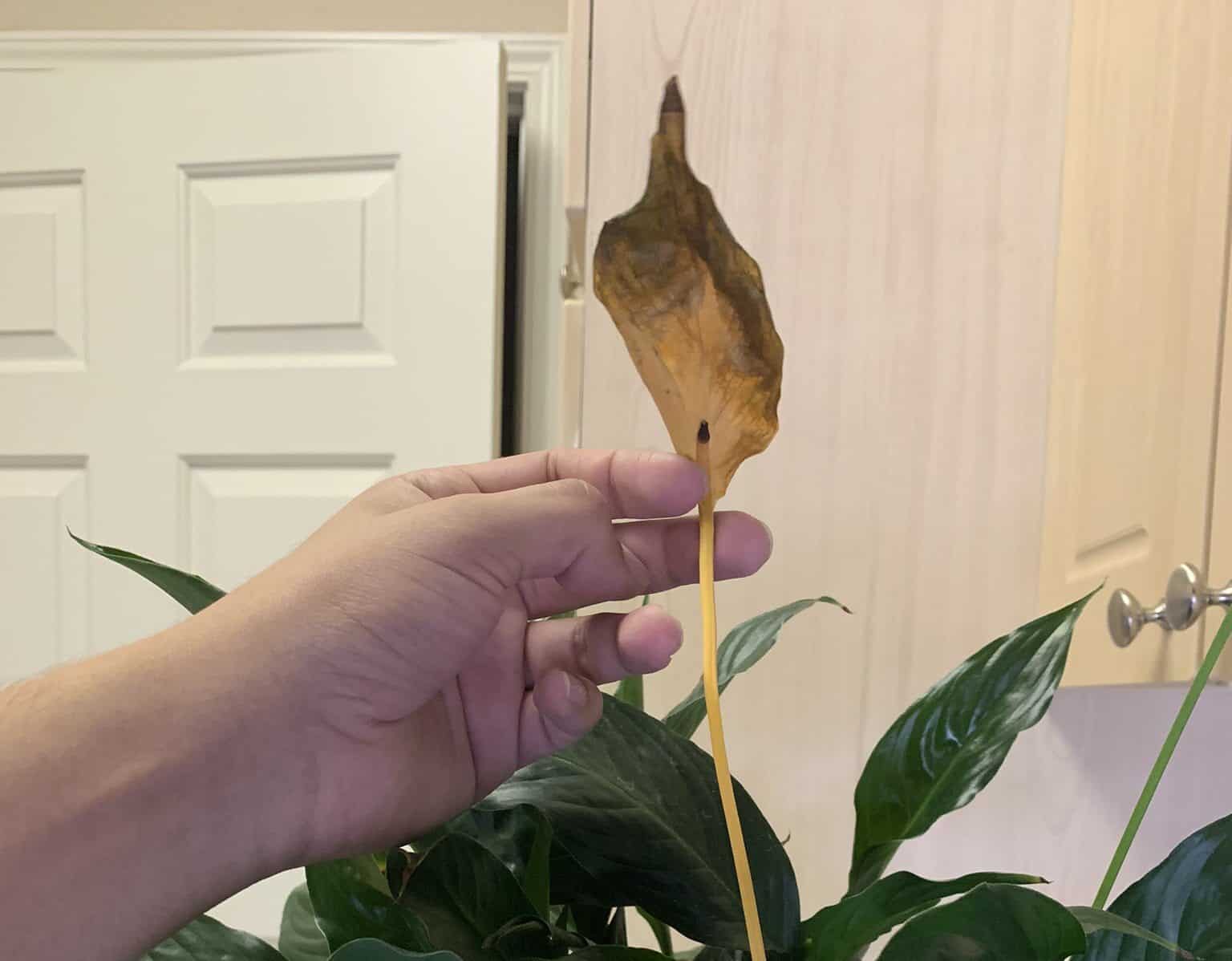 Why Is My Peace Lily Turning Brown? Plants Craze