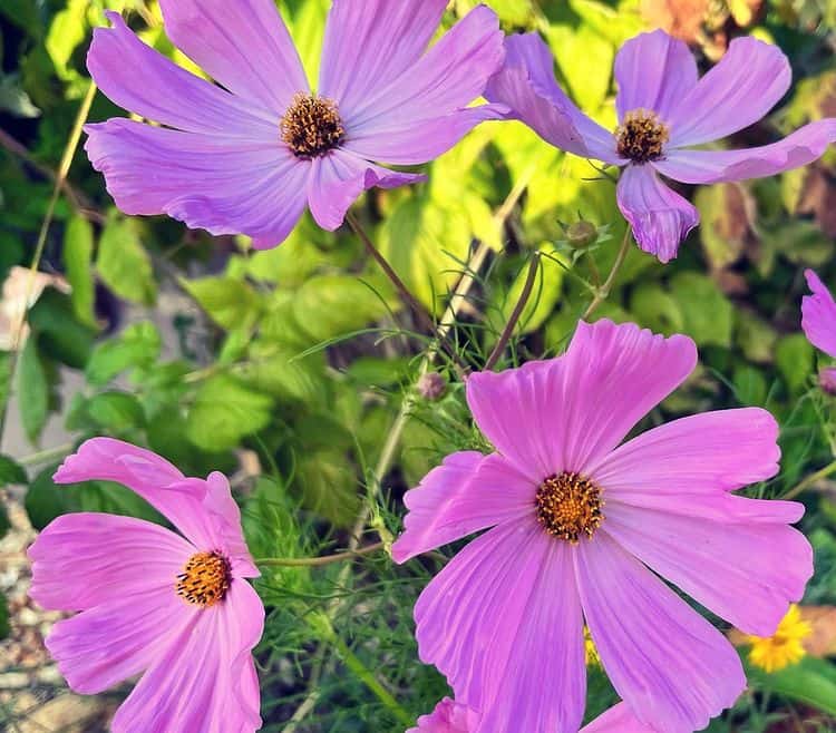 cosmos flower