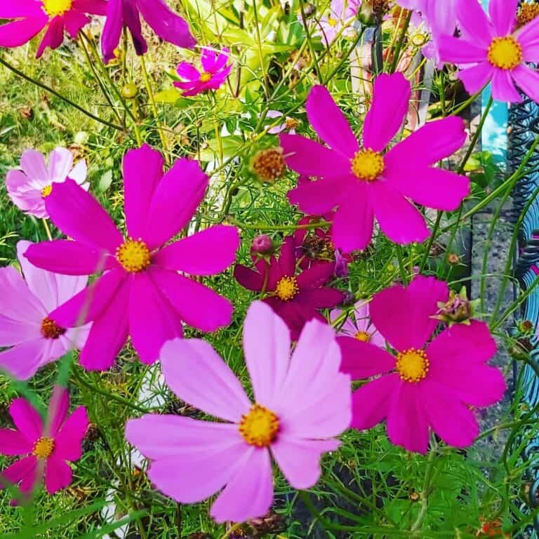 [5+ Top Untold] Cosmos Flower Meanings - Plants Craze