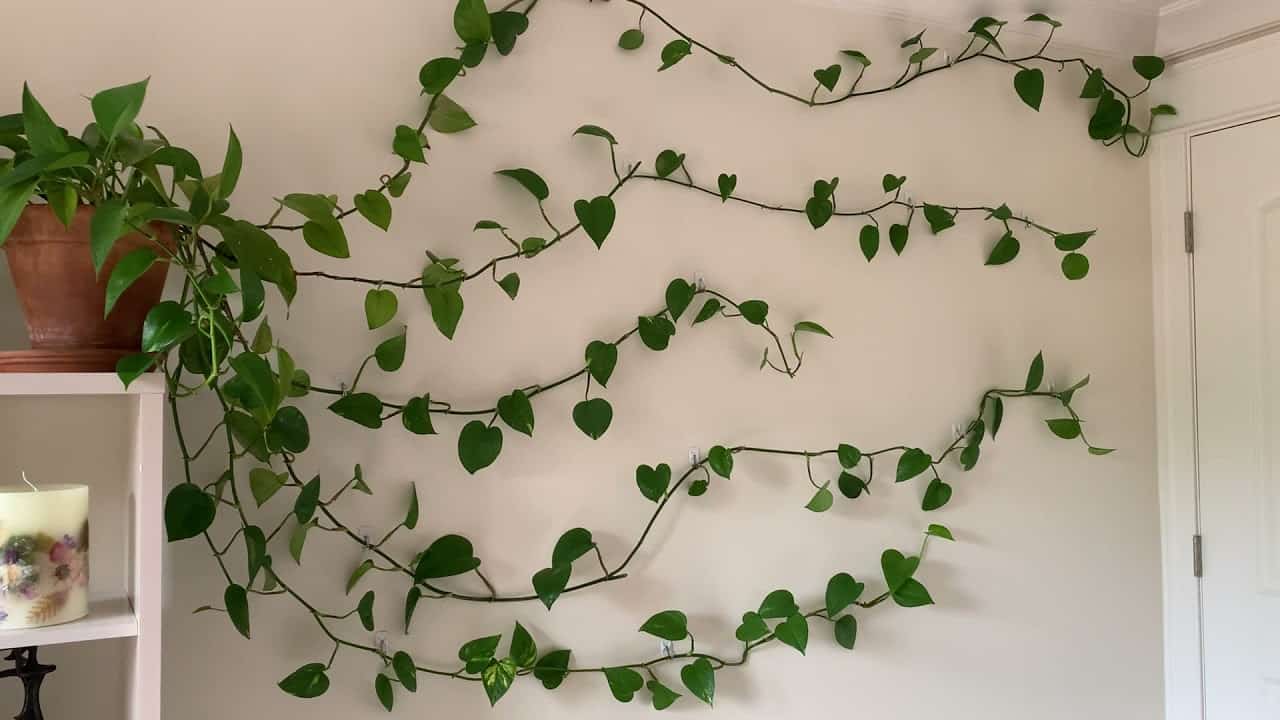 How To Make Pothos Climb Quick Guide Plants Craze