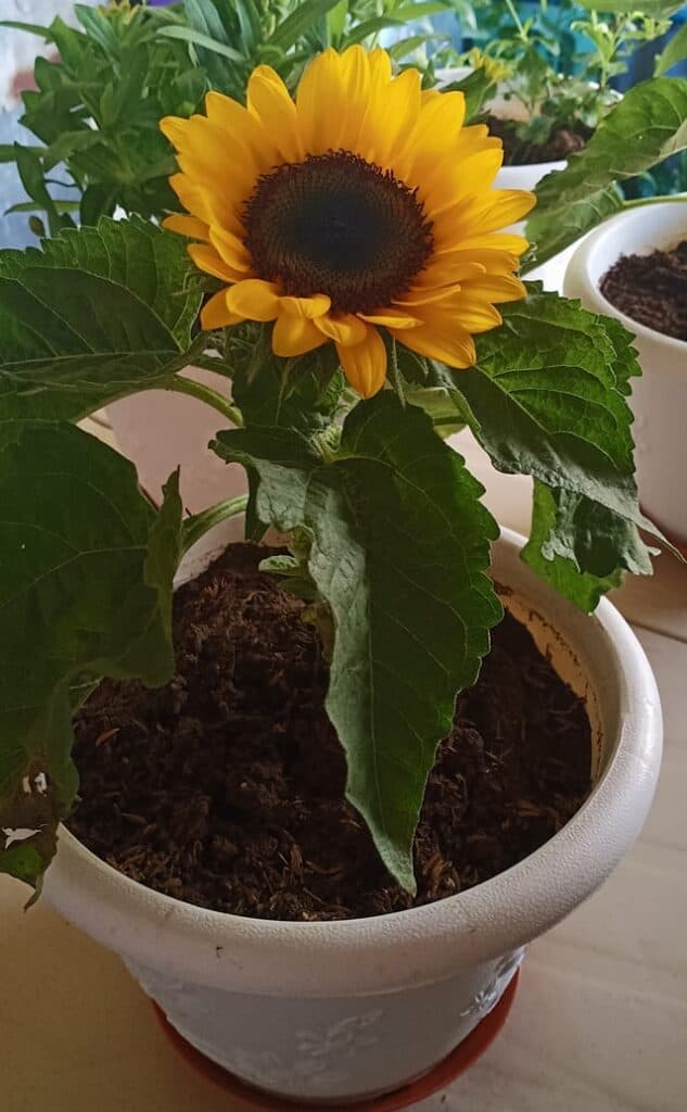 A potted sunflower