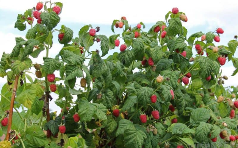 Image represents berries of raspberry plant