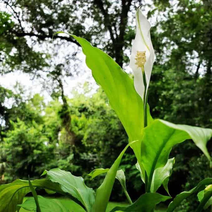 Savanaah peace lily. 