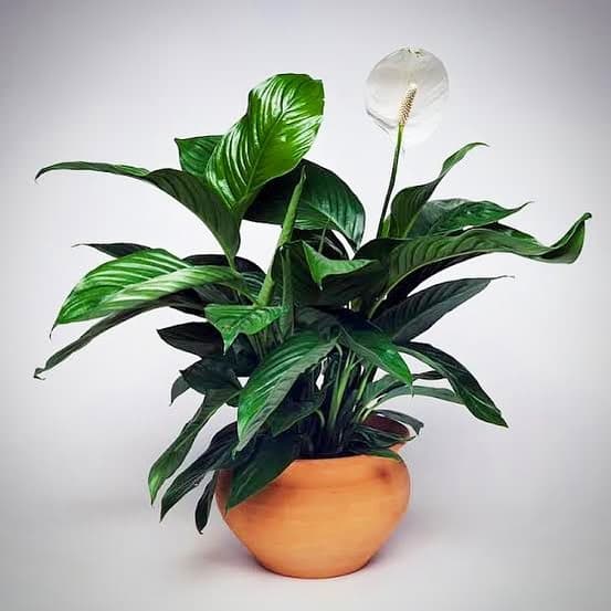 The leaves of sebastiano peace lily