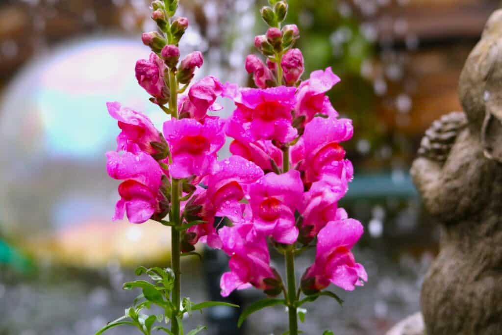 do you need to deadhead snapdragons