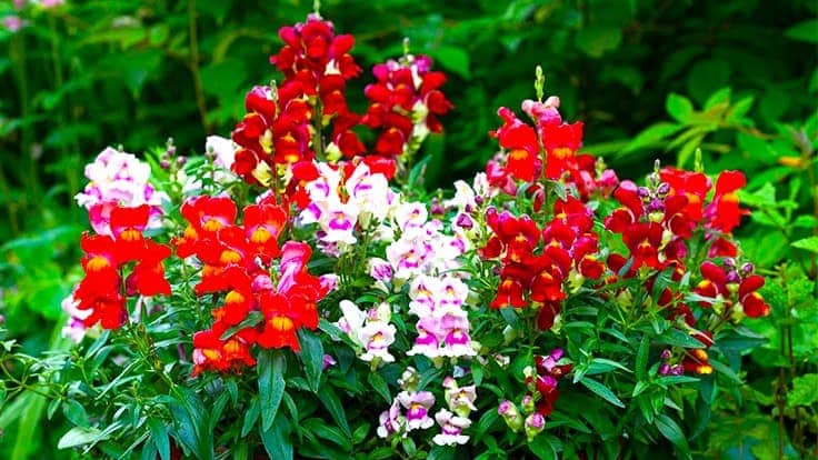 How to Deadhead Snapdragons – A Complete Guide - Plants Craze