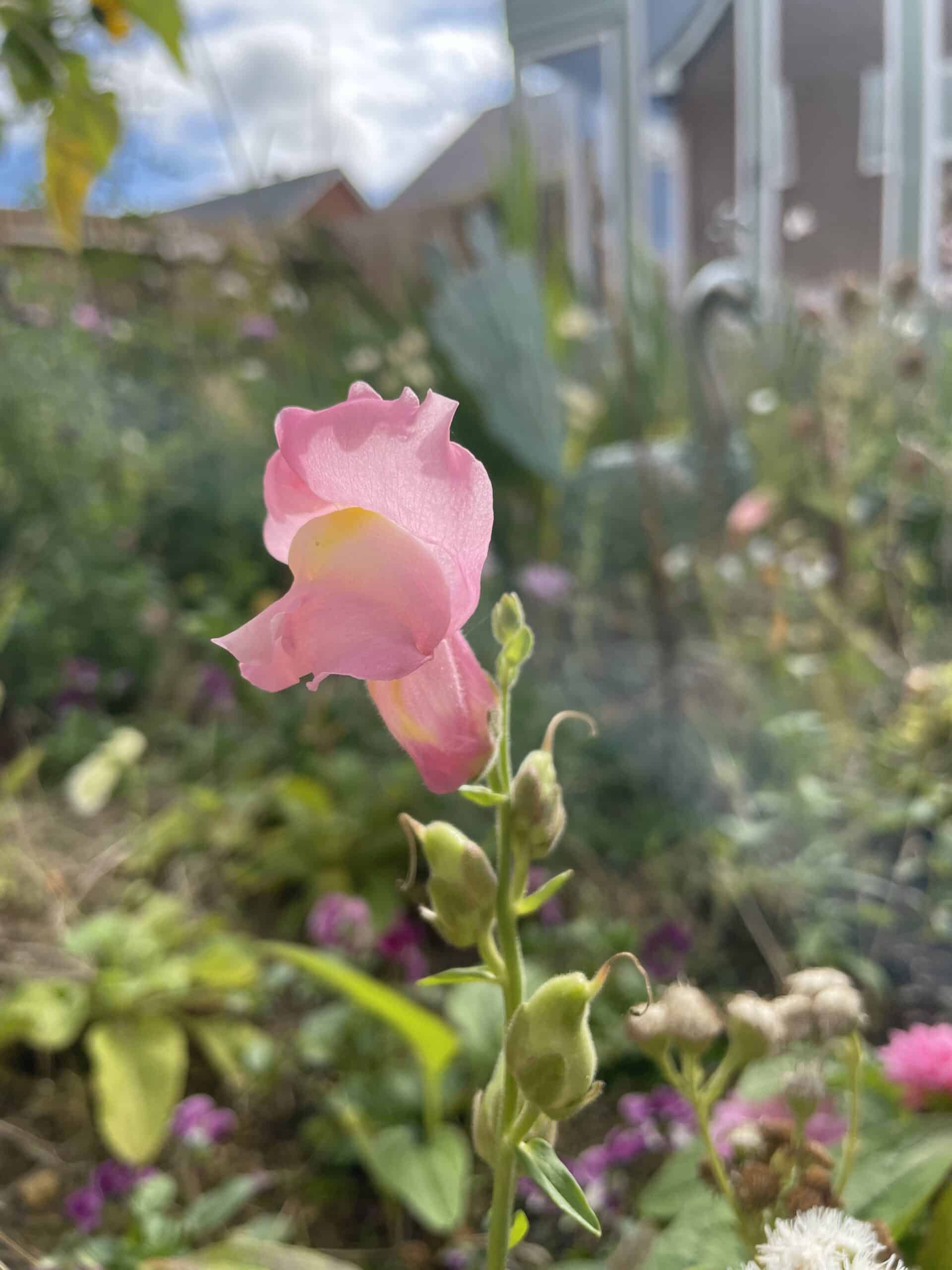 stem of snapdragon flower