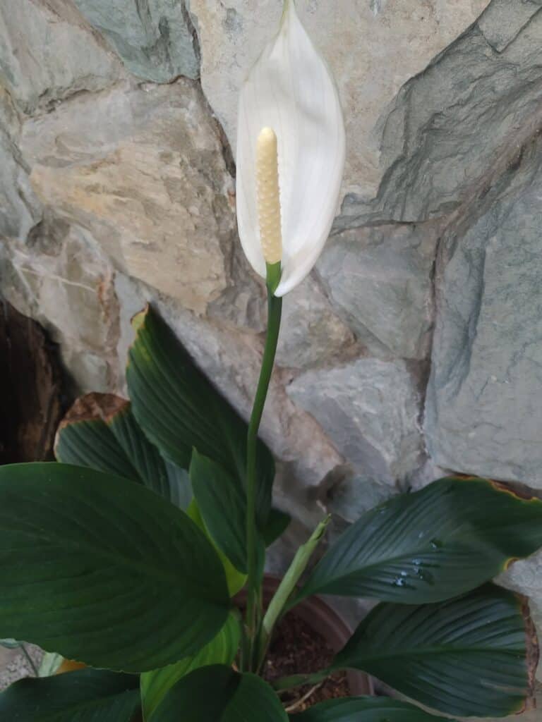 Peace Lily SIlvicola blooming.