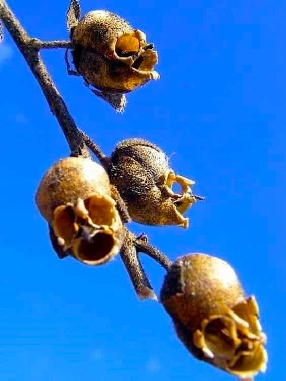 seed pods of Snapdragon