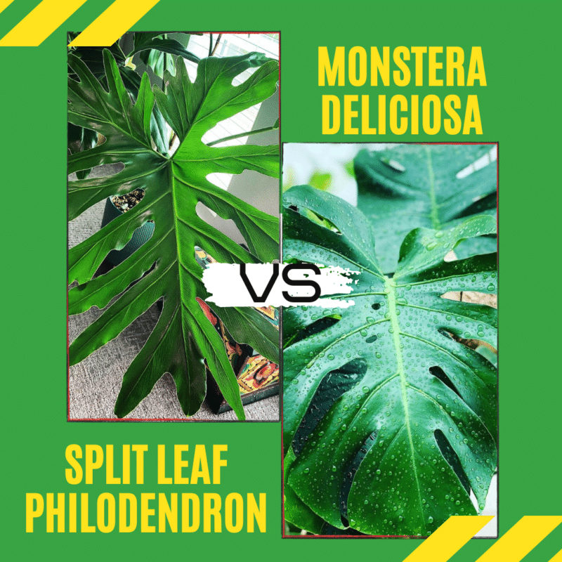 Split Leaf Philodendron Care & Propagation Guide - Plants Craze