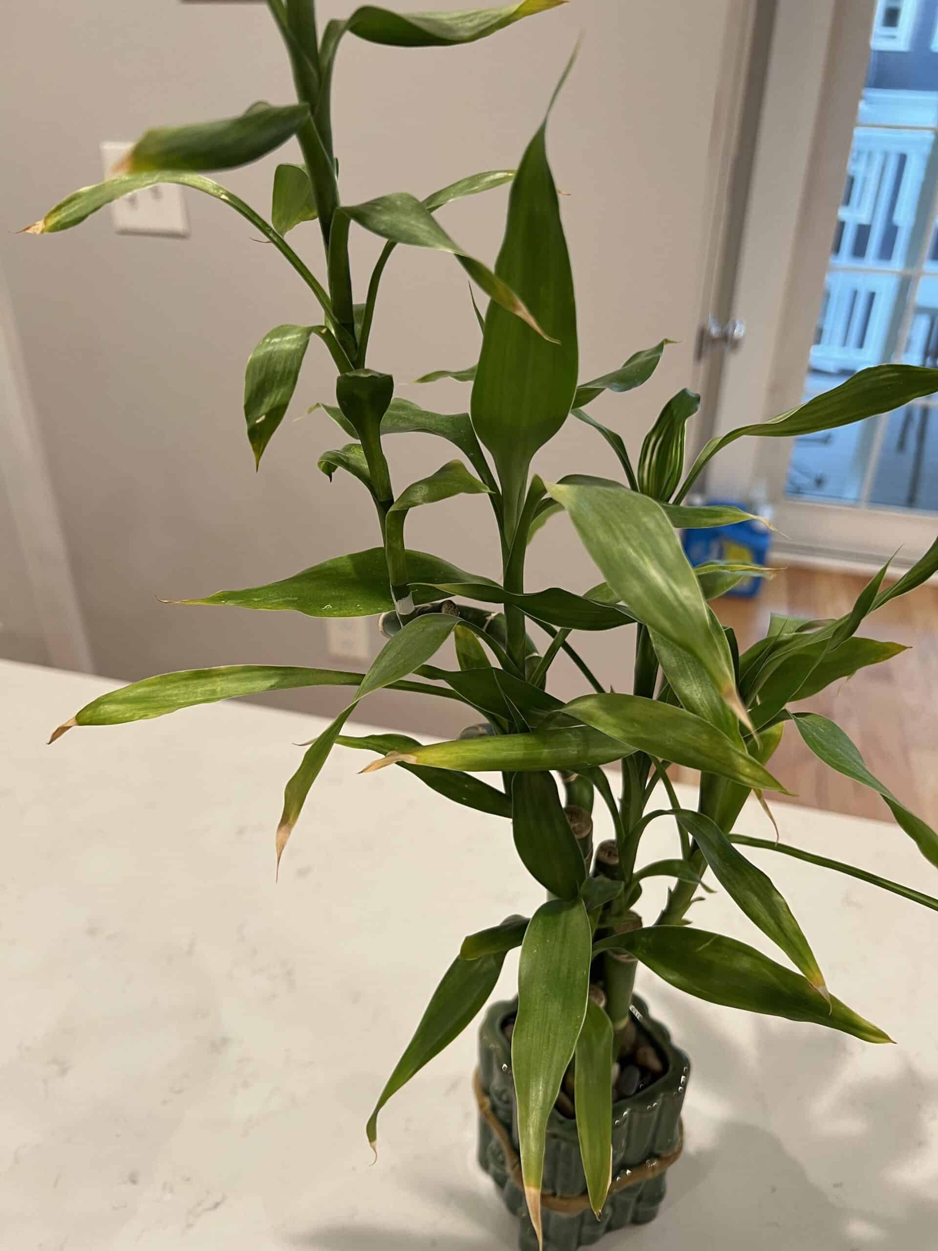 Why Is My Bamboo Turning Yellow & How To Treat? - Plants Craze