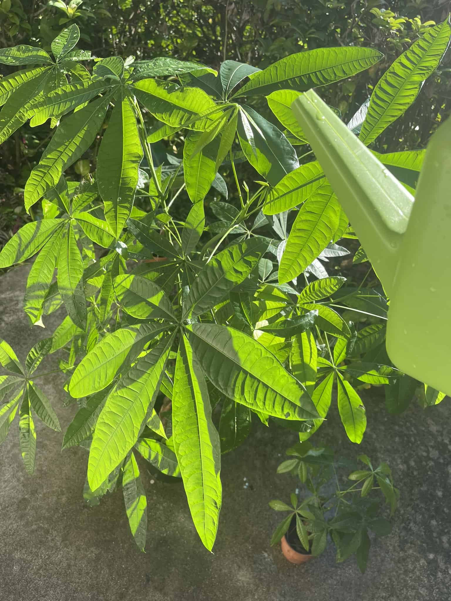 Group watering-money-plant-treeof foliage plants are grown in a bench and water is being showered on them