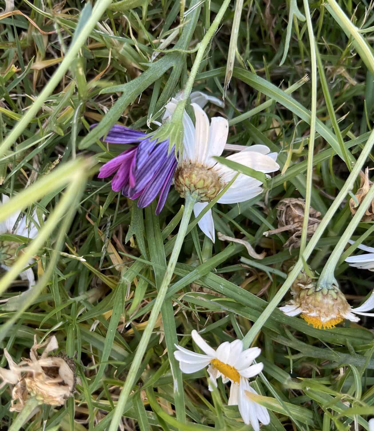 Wilted Daisies