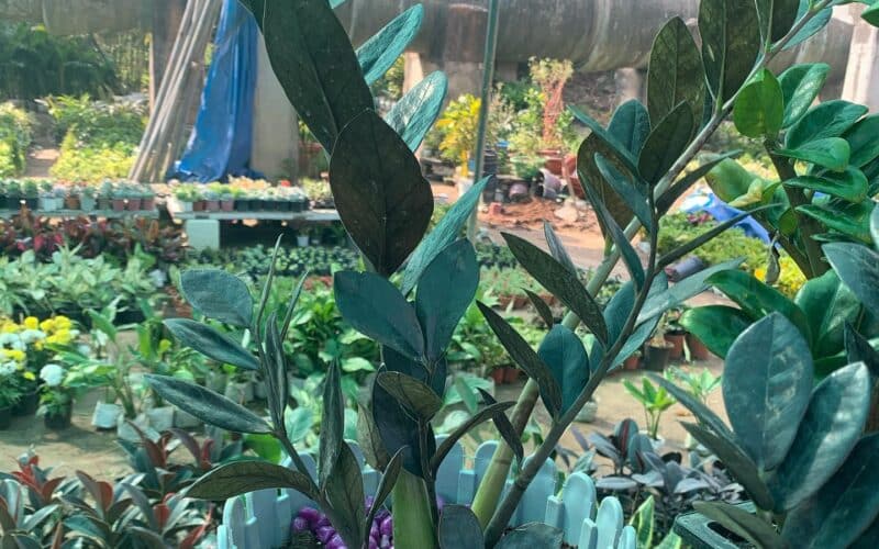 ZZ Plant Causes Cancer? Is ZZ Plant Toxic? Plants Craze