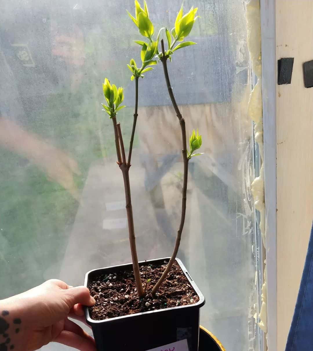 How To Propagate Lilacs Ultimate Guide Plants Craze